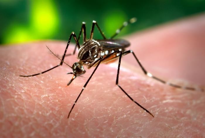 Semana de Mobilização contra o Mosquito Aedes aegypti - Prefeitura  Municipal de Ituporanga