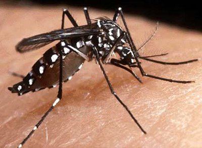 A dengue é uma doença infecciosa febril aguda causada por um vírus da família Flaviridae e é transmitida através do mosquito Aedes aegypti, também infectado pelo vírus. Atualmente, a dengue é considerada um dos principais problemas de saúde pública de todo o mundo