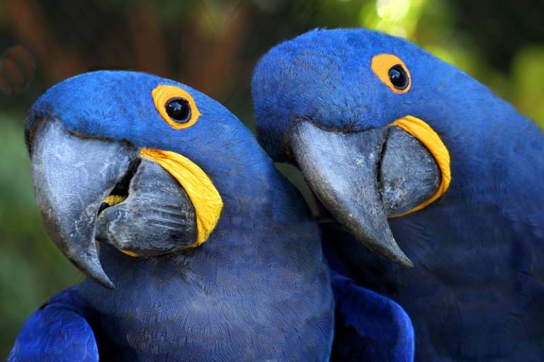 Projeto Arara servirá para criação de hábitat favorável ao desenvolvimento e criação de aves como as Araras.