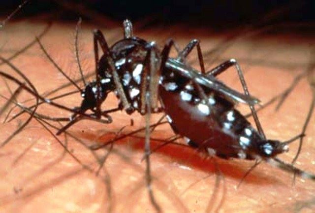 Aedes aegypti é a nomenclatura taxonômica para o mosquito que é popularmente conhecido como mosquito-da-dengue ou pernilongo-rajado