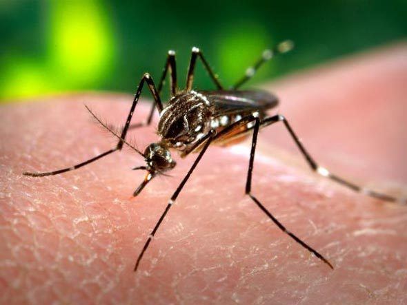 O cenário é agravado pela chegada do sorotipo 4 da dengue que apareceu no Estado em 2011 e agora deve aumentar sua circulação 