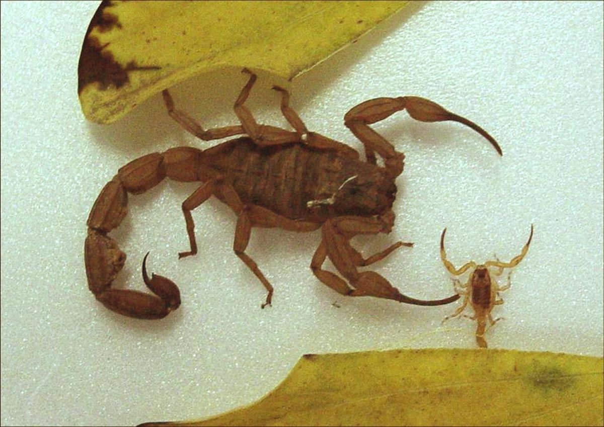 Tityus serrulatus, conhecido popularmente como escorpião amarelo