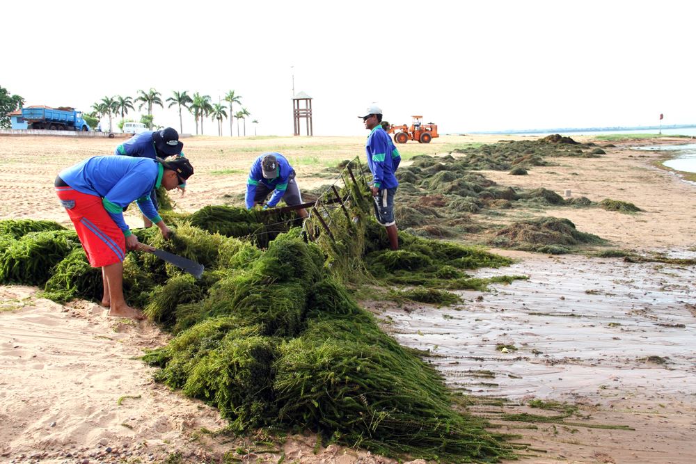 Funcionários fazem a remoção das algas da orla da praia