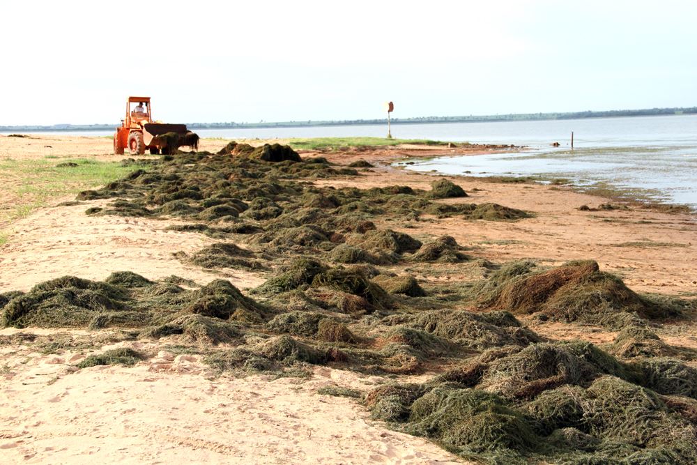 Algas retiradas das águas da Praia Municipal