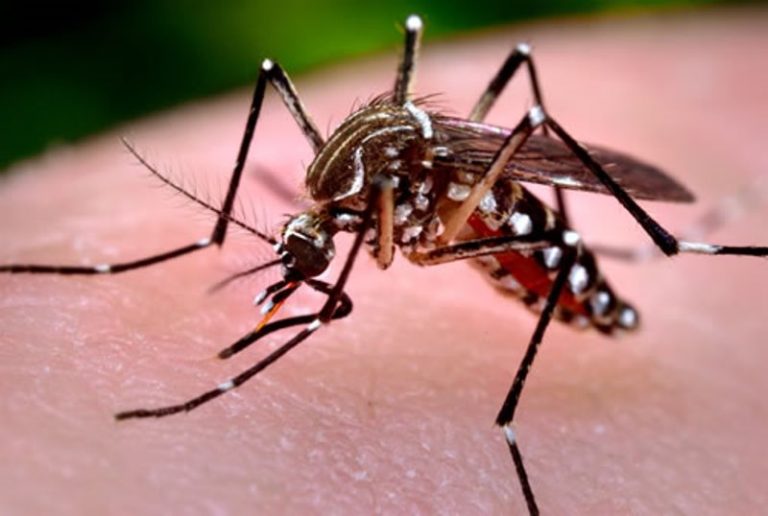 aedes aegypti 5204d