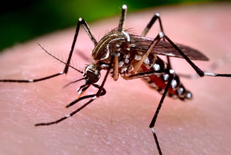 aedes aegypti 5204d 3ce8f