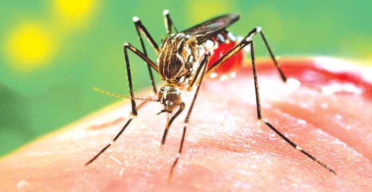 dengue 1 42234